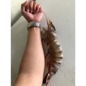 Extra large black tiger prawns, sent live frozen. photo review
