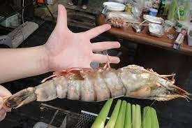 Extra large black tiger prawns, sent live frozen. photo review