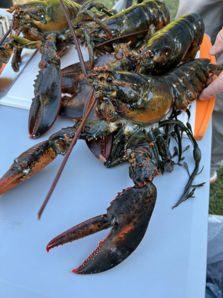 4530g+ North Atlantic Live Lobster photo review